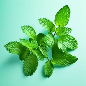 Mint plant wallpaper MaterialYou style
